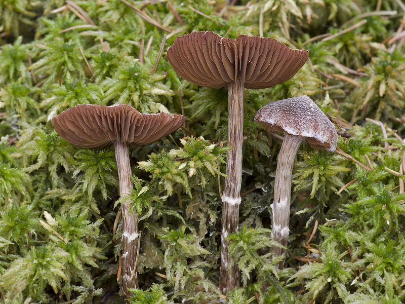 Cortinarius flexipes var. flexipes